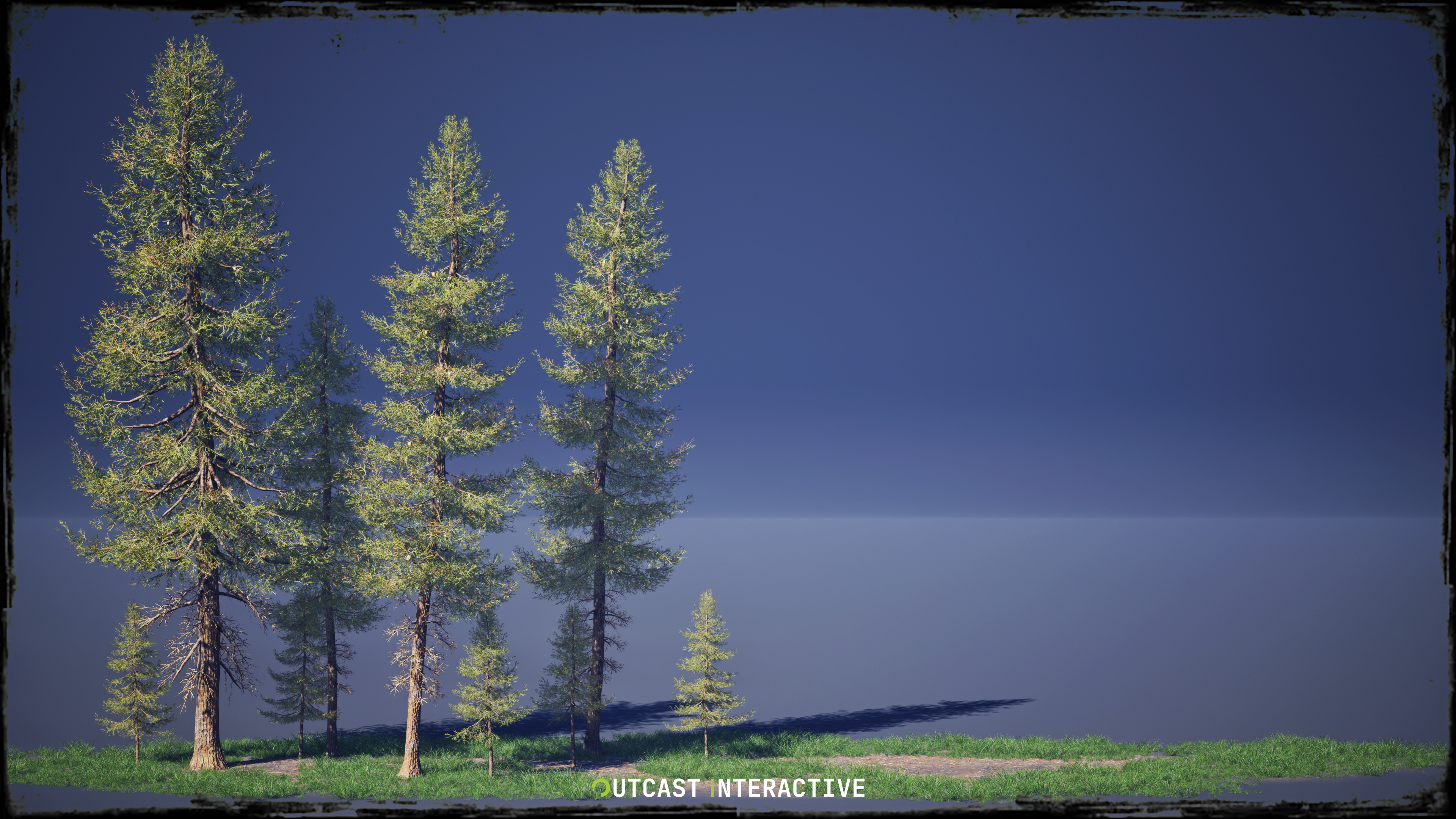 Fir Trees