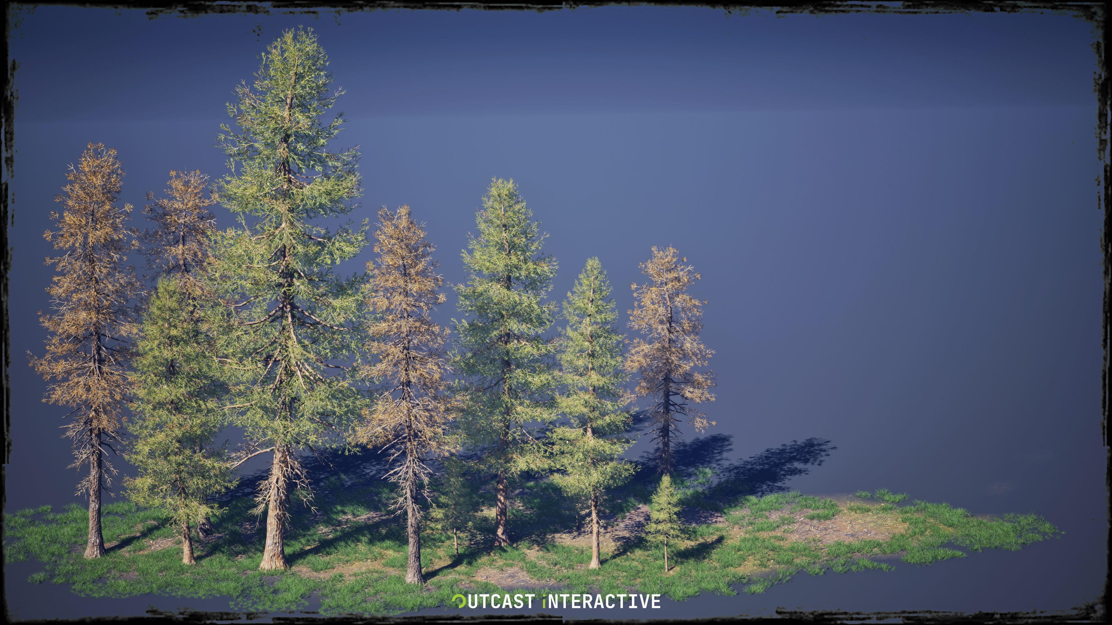 Fir Trees