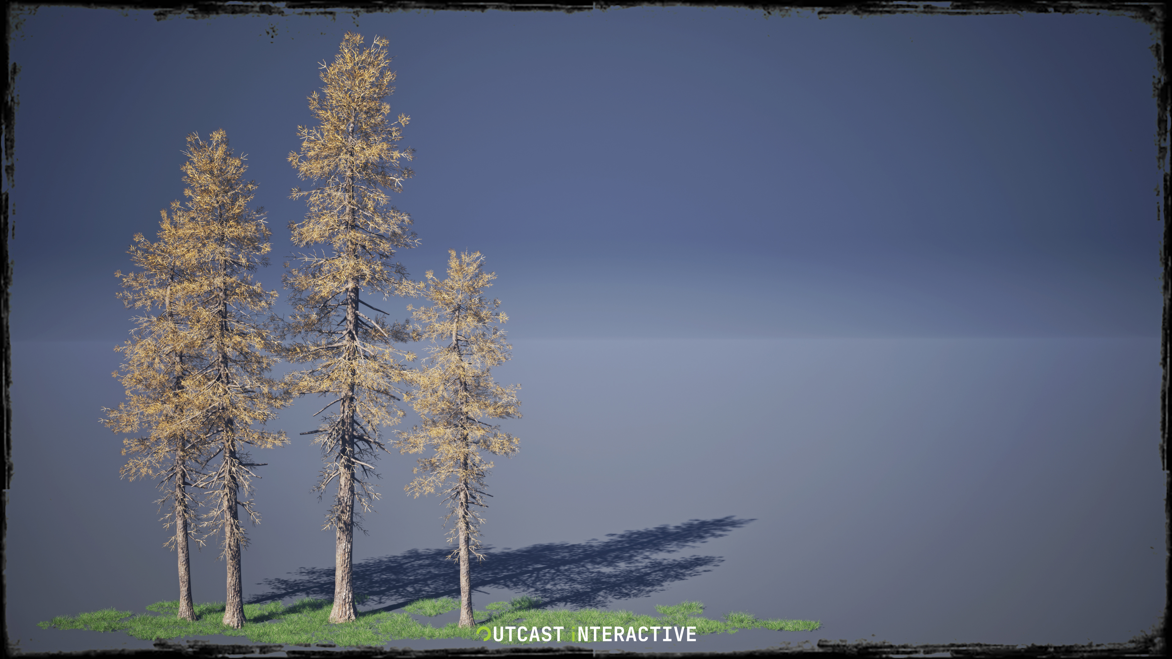 Fir Trees