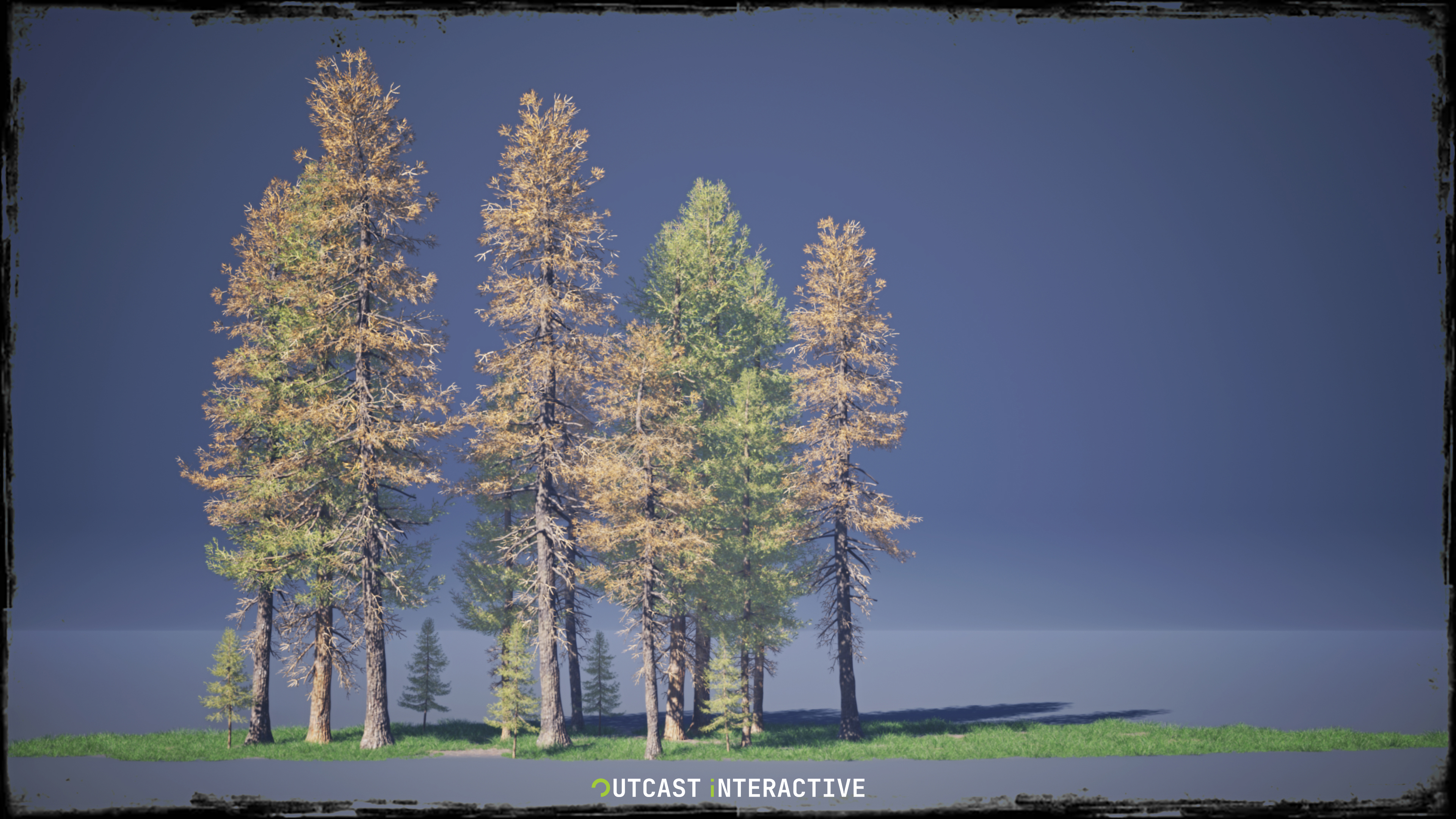 Fir Trees