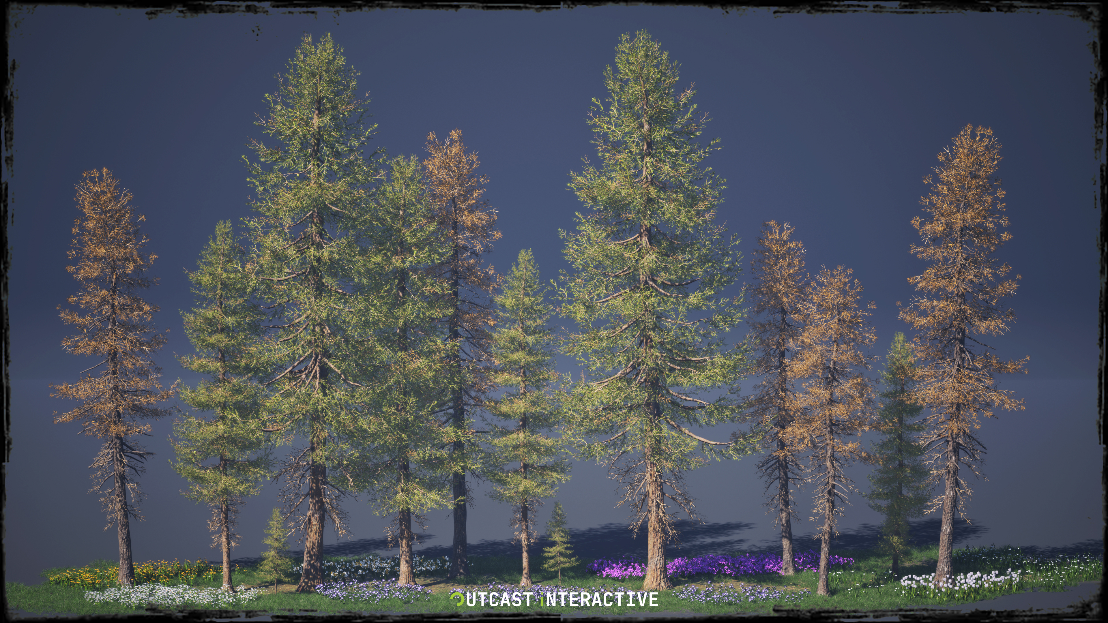 Fir Trees