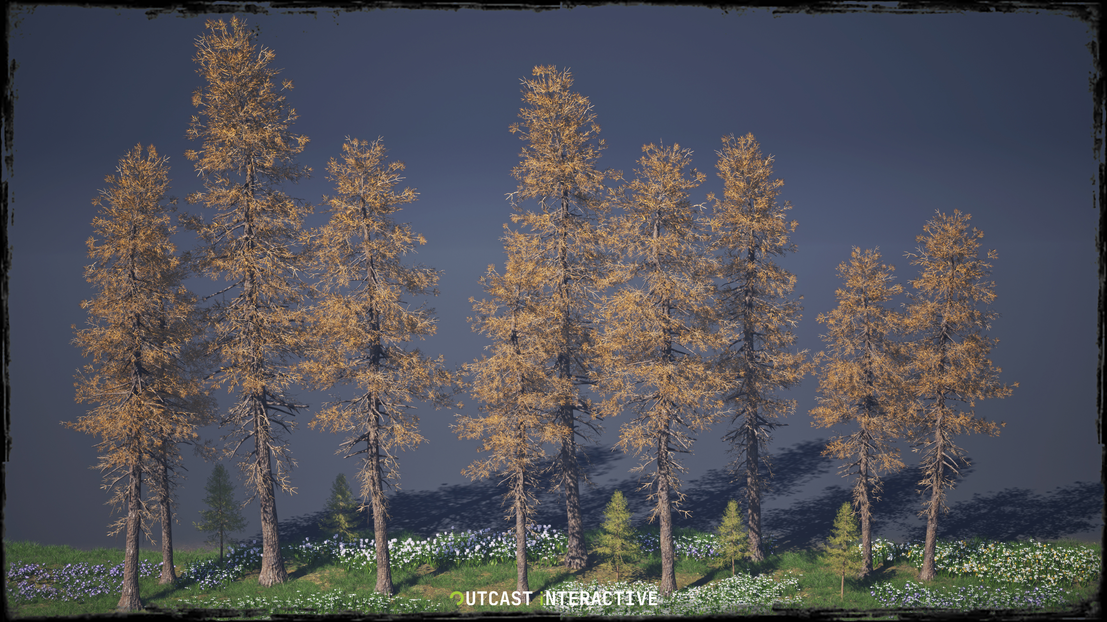 Fir Trees