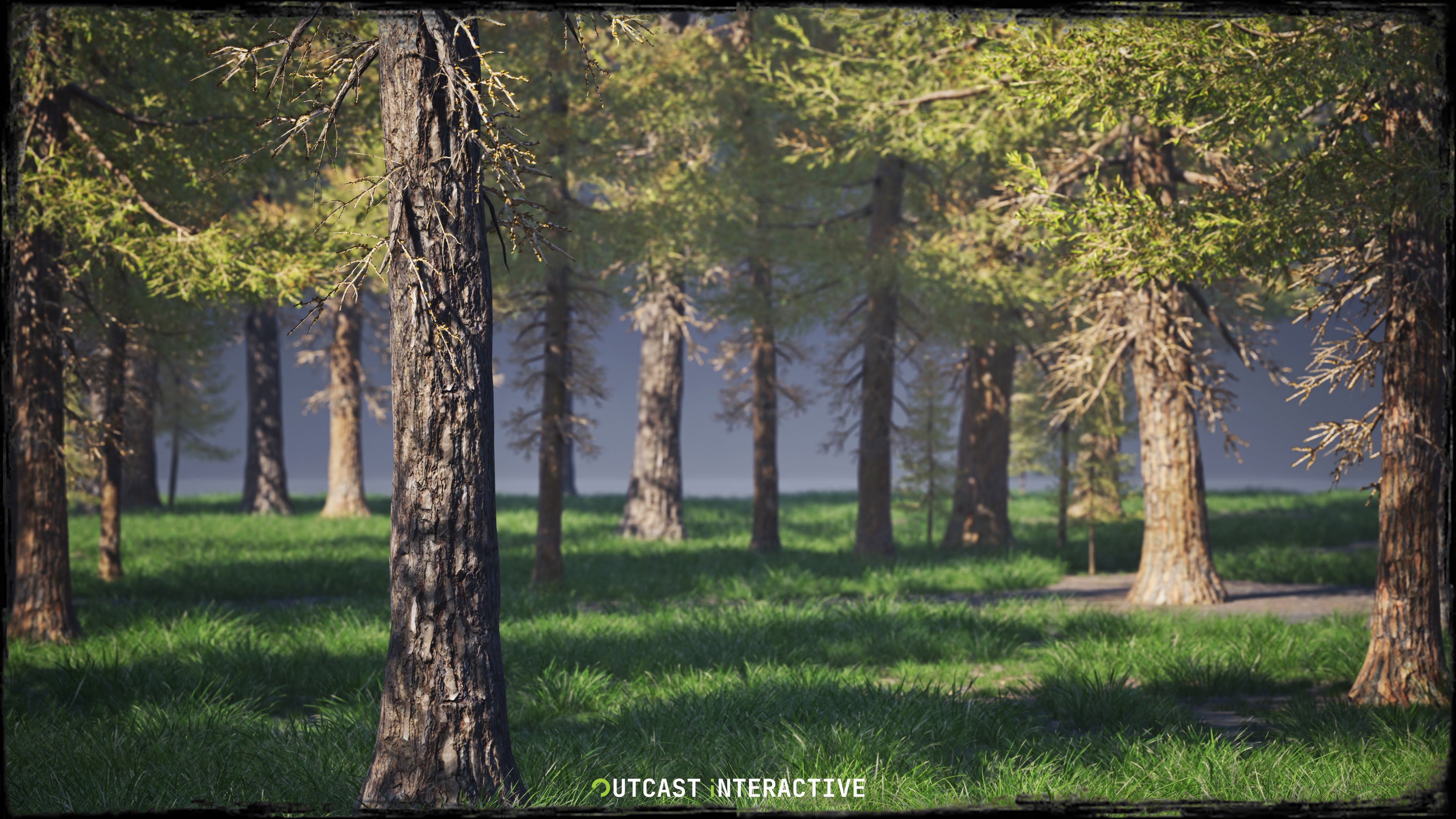 Fir Trees