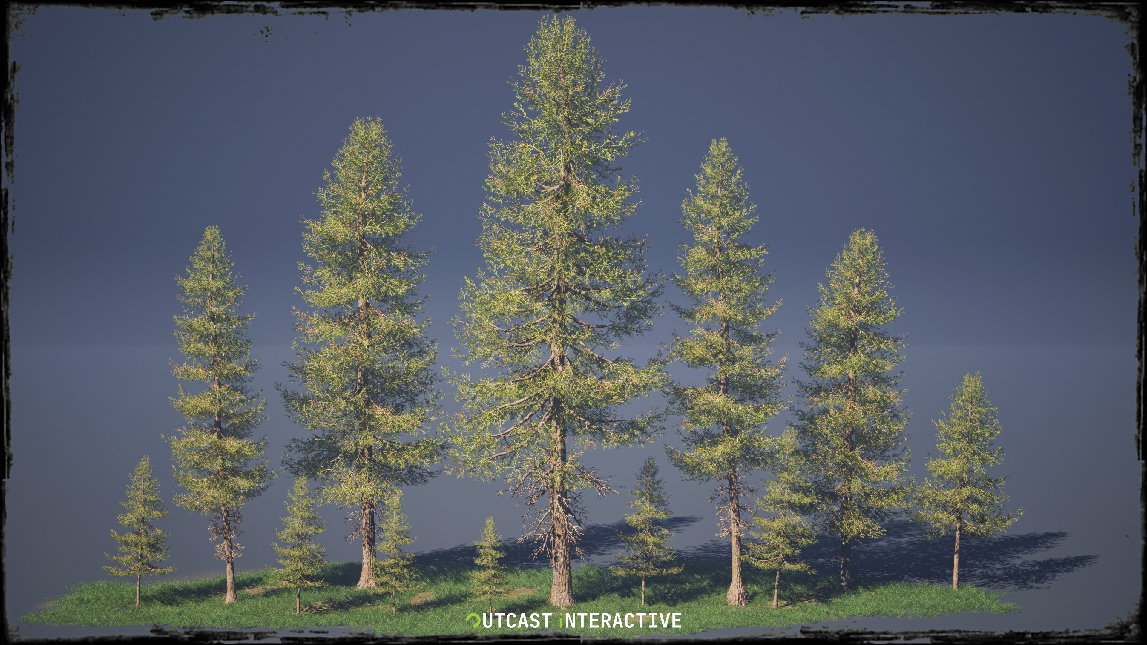 Fir Trees
