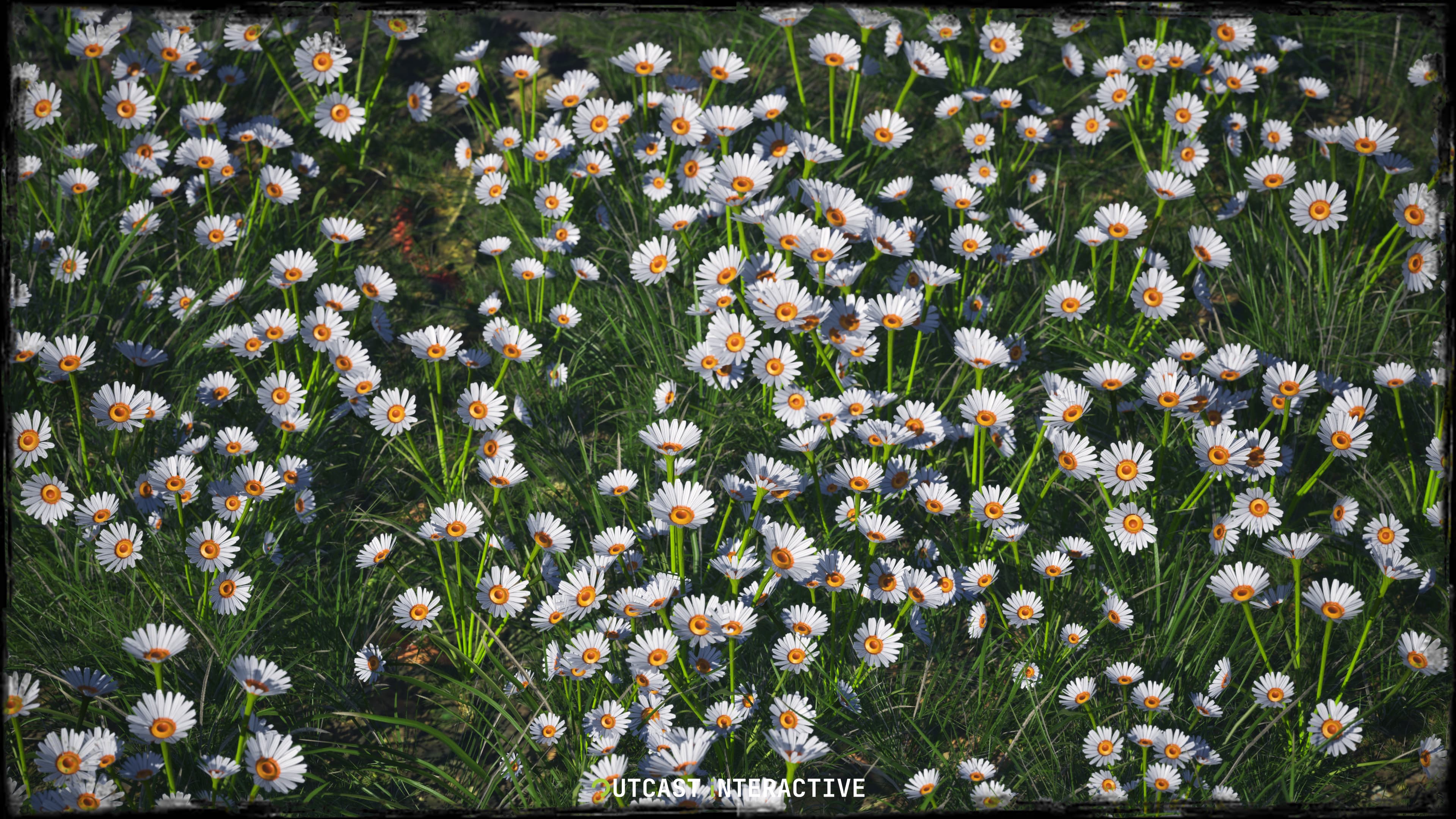 Flowers And Grass 01