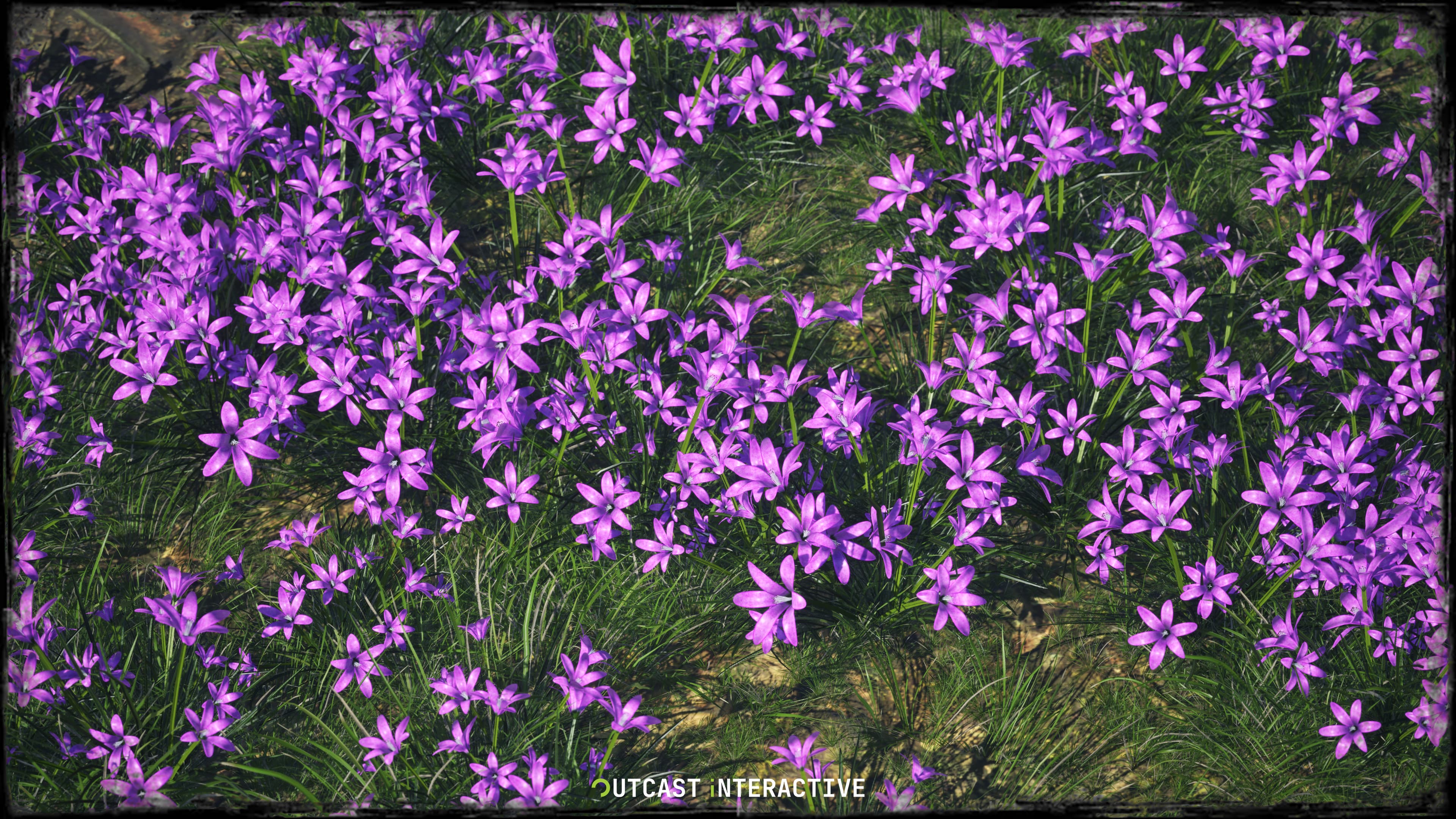 Flowers And Grass 02