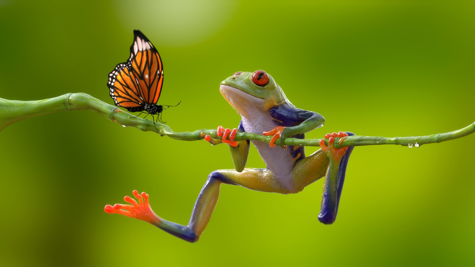 Mentor gallery image