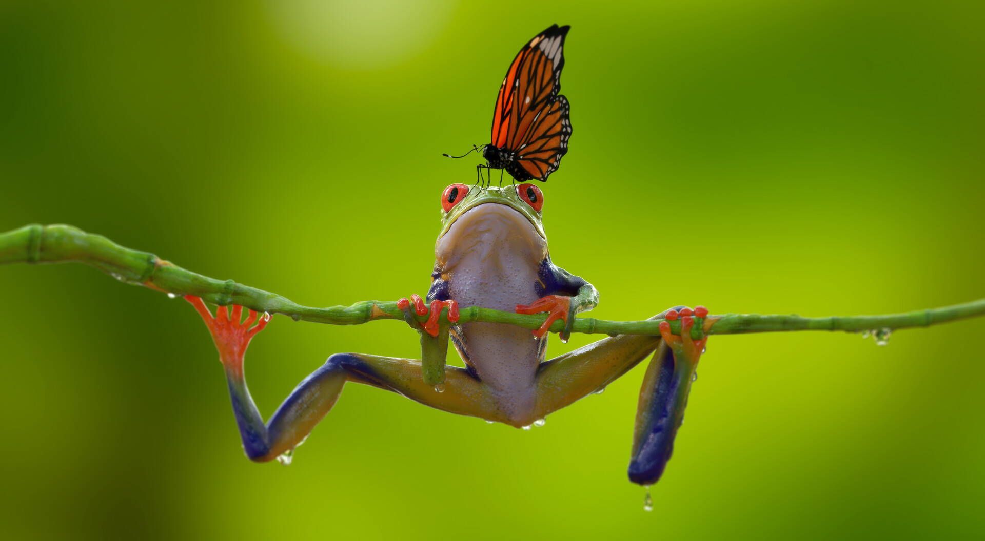 Mentor gallery image