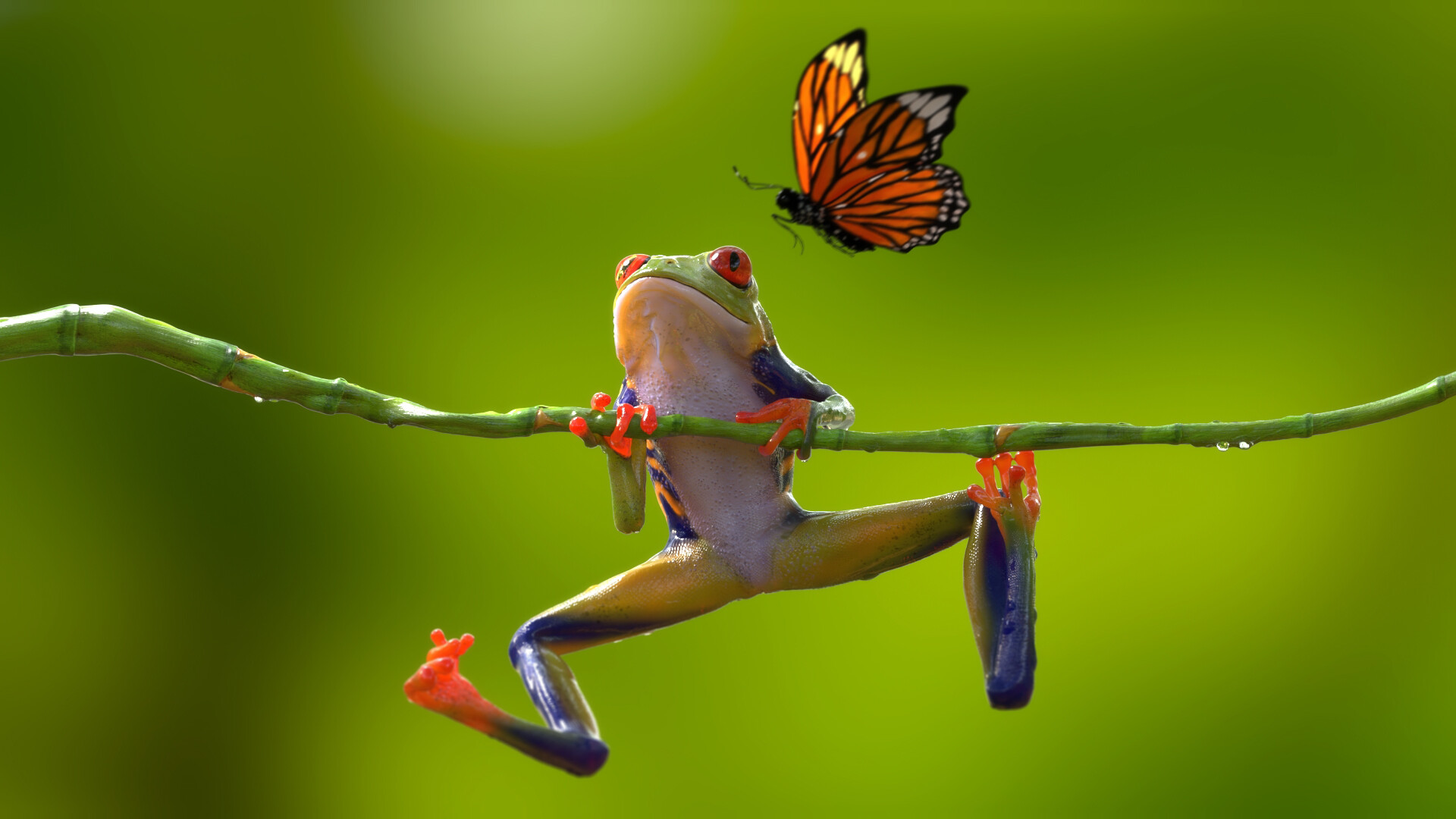 Mentor gallery image